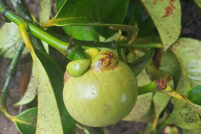 Full Day Private Spice Farm Stone Town and Prison Island - Tangawizi Spice Farm for two fragrant hours