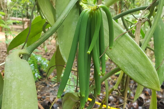 Full Day Private Spice Farm Stone Town and Prison Island - Guides, drivers, and the private format