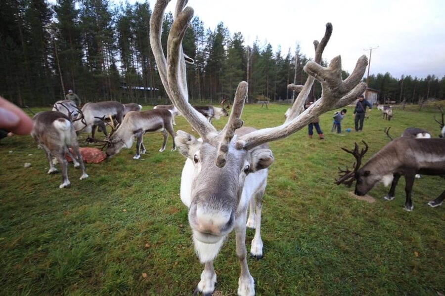 Full day: Reindeer Farm, Santa Claus Village & Husky Park - A compact route through Lapland’s Christmas icons