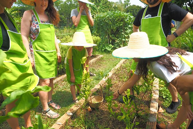 Full Day Thai Cooking at Farm (Chiang Mai) - A Chiang Mai Cooking Day With a Clear Purpose
