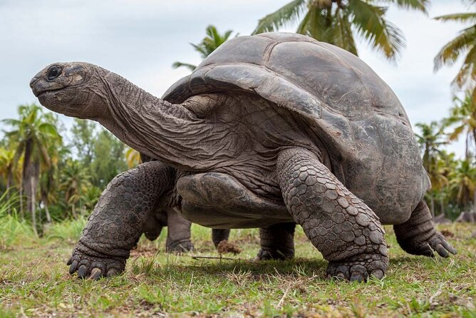 Full Day Tour Stone Town (City tour)+Prison Island and Spice Farm - The boat to Prison Island and its giant tortoises