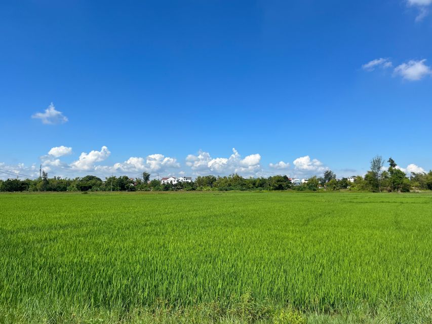 Funny day Biking, Farming, Buffalo riding and Basket boat - Rice growing, village lanes, and a slower view of Hoi An