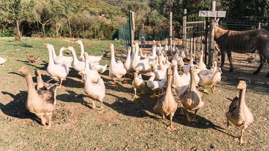 Gallura: Picnic on a Farm with Animals - Booking details that affect your decision