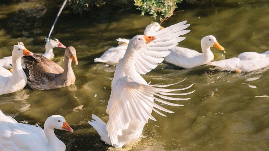 Gallura: Picnic on a Farm with Animals - A peaceful farm stop near Olbia