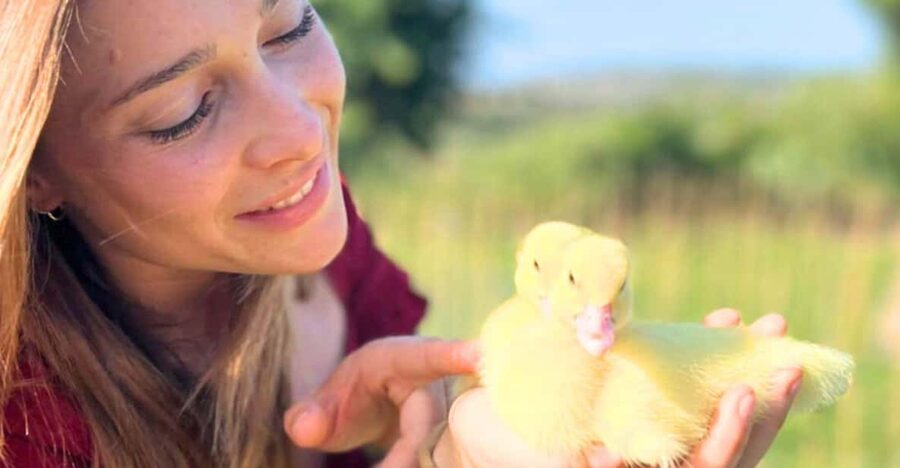 Gallura: Picnic on a Farm with Animals - Meeting the chickens, goats, donkeys, and lambs