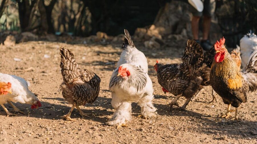 Gallura: Picnic on a Farm with Animals - What the one-hour visit feels like
