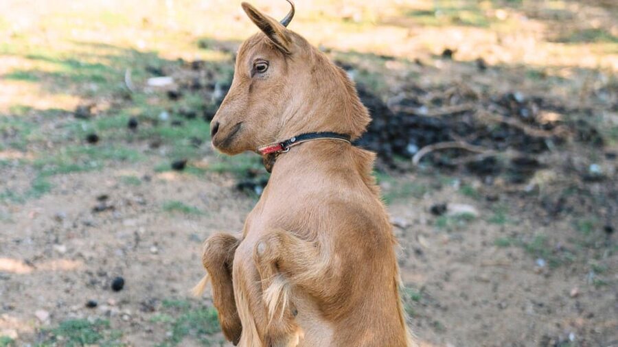 Gallura: Picnic on a Farm with Animals - Best timing for families and beach days