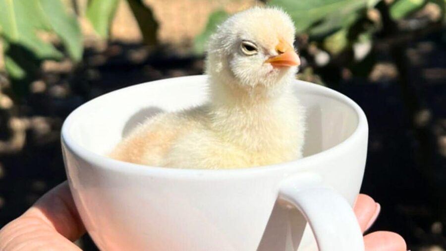 Gallura: Picnic on a Farm with Animals - Who will enjoy this most?