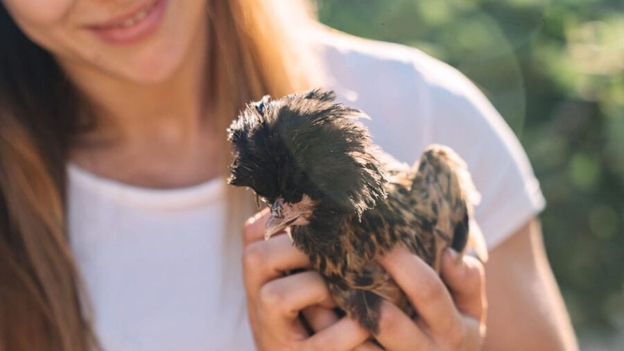 Gallura: Picnic on a Farm with Animals - Finding the farm on SP73