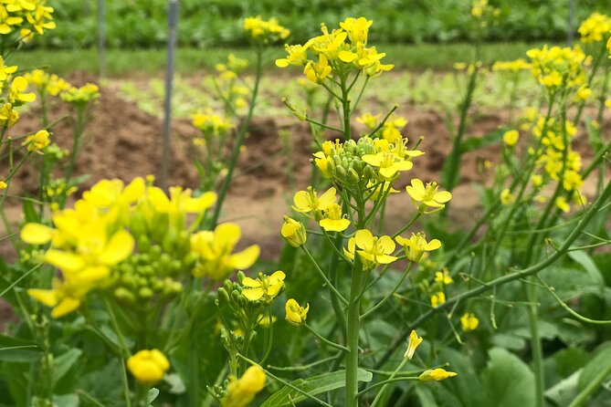 Gardening at Tra Que Vegetable Village and cooking class - How the tour handles families and mixed abilities