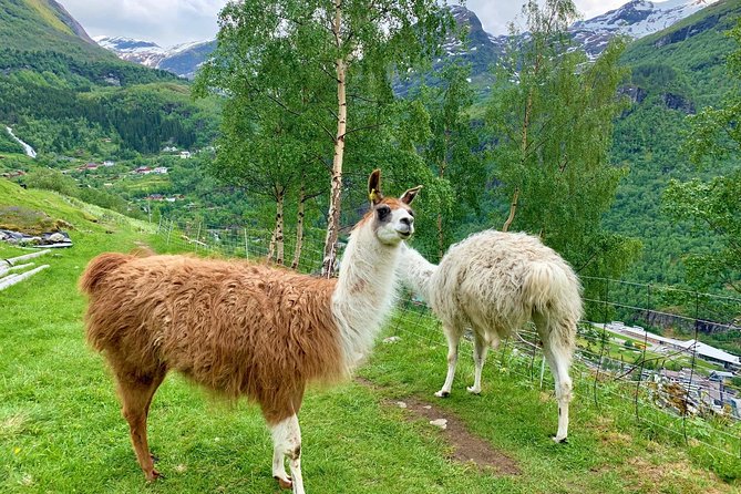 Geiranger by Royal route, 5 hours with visiting a high-mountain farm - Flydalsjuvet and Queen Sonja’s chair