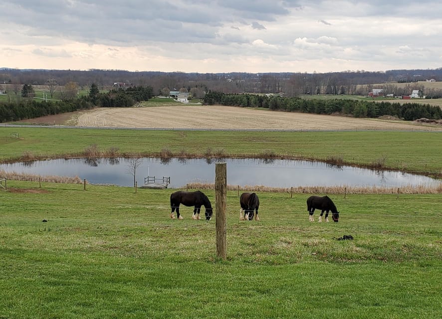 Gettysburg: Horse-Drawn Carriage Tour Countryside & Orchards - Settling behind the two Shire horses
