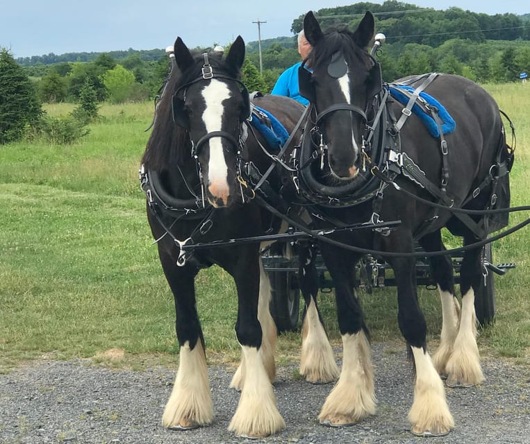 Gettysburg: Horse-Drawn Carriage Tour Countryside & Orchards - A little Gettysburg history without a two-hour lecture