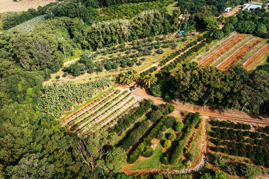Gold Coast: Tropical Fruit World Full Farm Tour - What $55 buys you