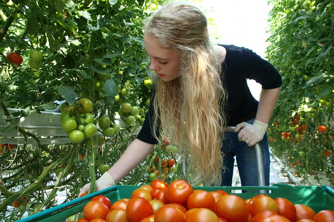 Golden Circle Tales, Tomato Farm & Kerid – Small Group from RVK - Small-group transport and pickup from Reykjavik
