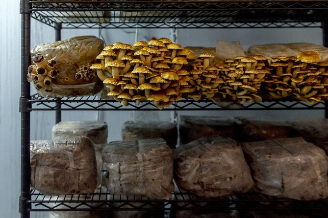 Gourmet Mushroom Farm Tour in Tennessee - What you learn during the one-hour tour