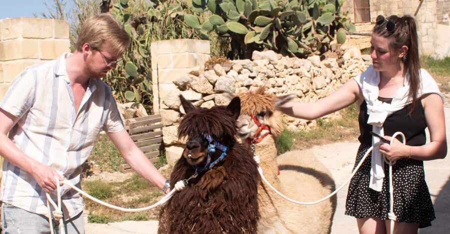 Gozo Alpaca Walks : with feeding and farm visit - A gentle start at Razzett Alpaca