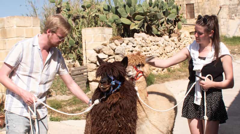 Gozo Alpaca Walks : with feeding and farm visit - Feeding time and close animal contact