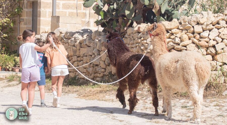 Gozo Alpaca Walks : with feeding and farm visit - Meeting Tom, the farm animals, and the peacocks