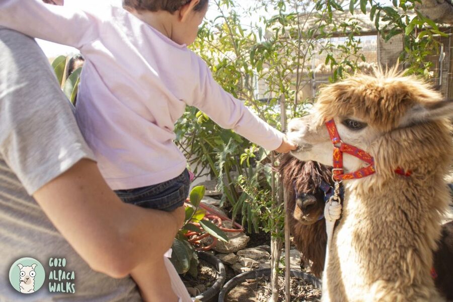 Gozo Alpaca Walks : with feeding and farm visit - Is $71 a fair price?