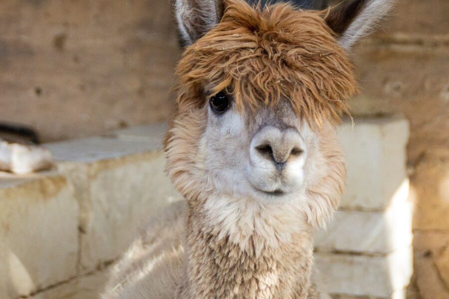 Gozo Alpaca Walks : with feeding and farm visit - Planning your visit on Gozo