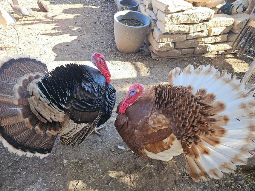 Gozo Alpaca Walks : with feeding and farm visit - Who will enjoy this farm visit most?