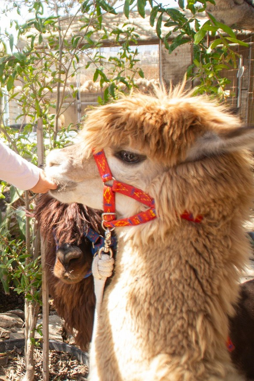 Gozo Alpaca Walks : with feeding and farm visit - Walking an alpaca through the countryside