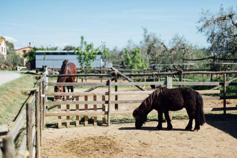 Grosseto: visit the family farm with tasting of local food - Key Things to Know Before You Go