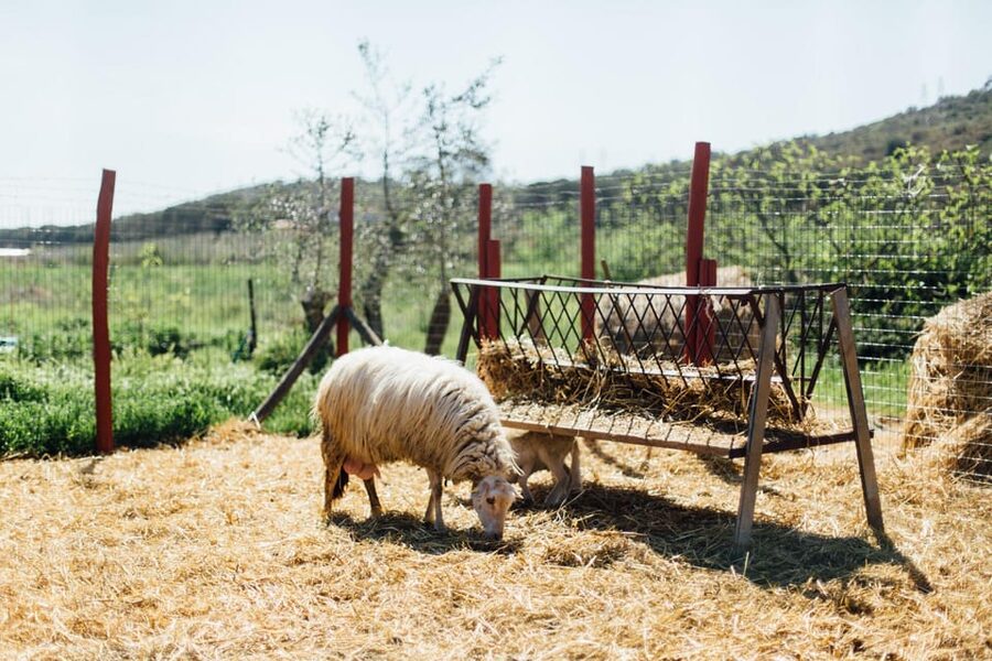 Grosseto: visit the family farm with tasting of local food - Who Should Book This Farm Experience?