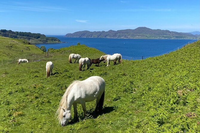 Guided Hebridean Farm Hike near Tobermory, Isle of Mull, Scotland - Highland ponies, Shetland sheep, goats, and horses