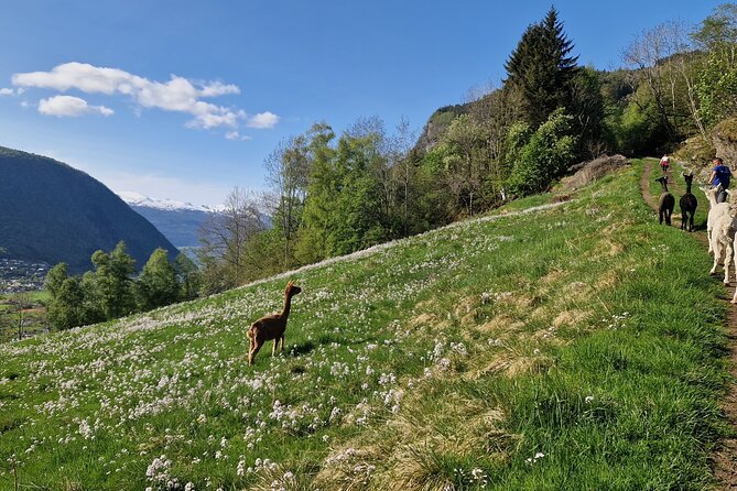 Guided Hiking tour on the Lands of Steim Farm in Vik, Norway - Key points to know before booking