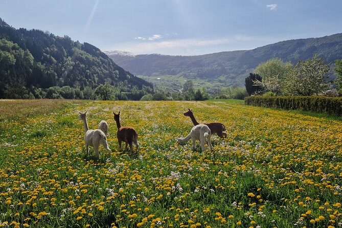 Guided Hiking tour on the Lands of Steim Farm in Vik, Norway - From Vik port to a working farm