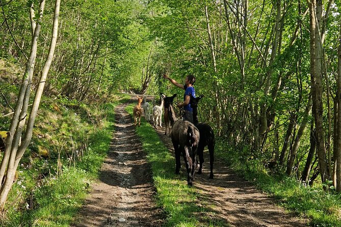 Guided Hiking tour on the Lands of Steim Farm in Vik, Norway - What the private format changes