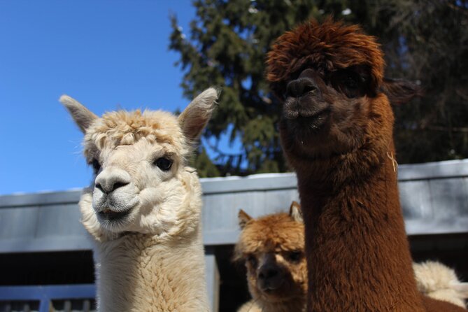 Guided Lilymoore Alpaca Farm Tour - Key points to know before you go