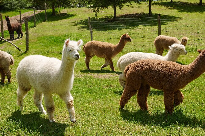 Guided Lilymoore Alpaca Farm Tour - Getting to Lilymoore Farm in Pleasant Valley
