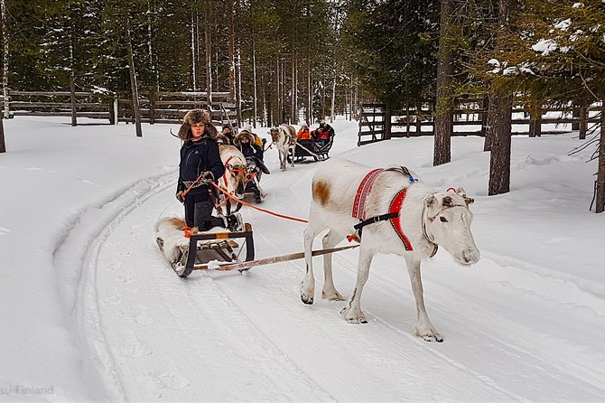 Guided reindeer farm visit and one hour sledge safari - Why this reindeer tour feels special