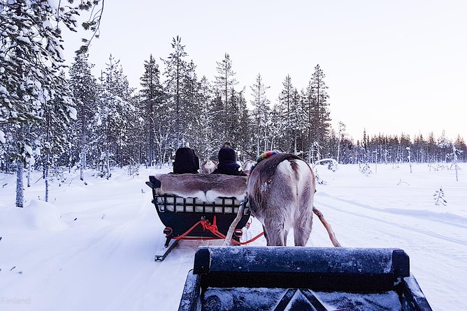 Guided reindeer farm visit and one hour sledge safari - The one-hour sledge safari