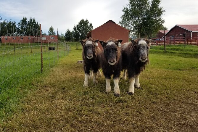 Guided Tour of Musk Ox Farm & Scenic Drive from Anchorage - Key things to know before you book