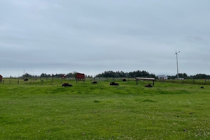 Guided Tour of Musk Ox Farm & Scenic Drive from Anchorage - Timing your day in Anchorage