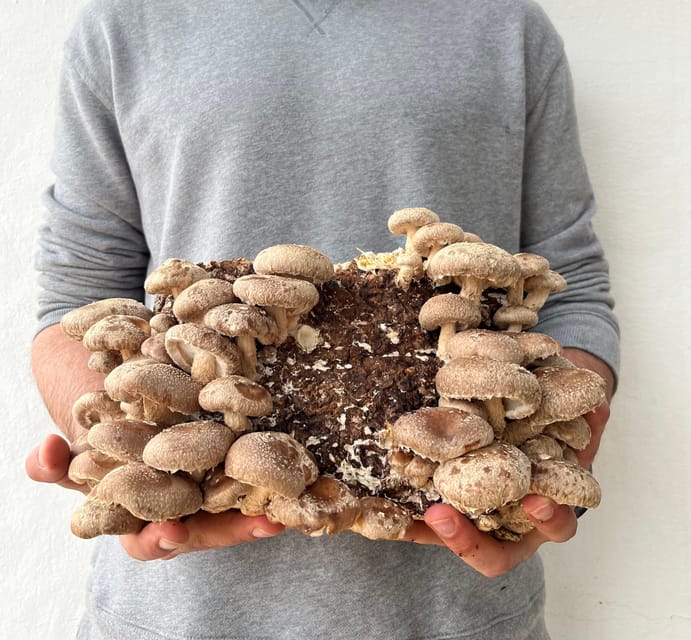 GUIDED TOUR + TASTE IN A MUSHROOM FARM - What the $23 price really covers