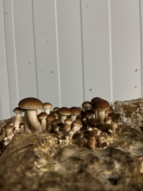 GUIDED TOUR + TASTE IN A MUSHROOM FARM - Who will enjoy the two-hour visit most