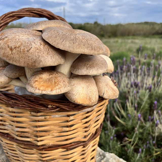 GUIDED TOUR + TASTE IN A MUSHROOM FARM - Practical expectations for your visit