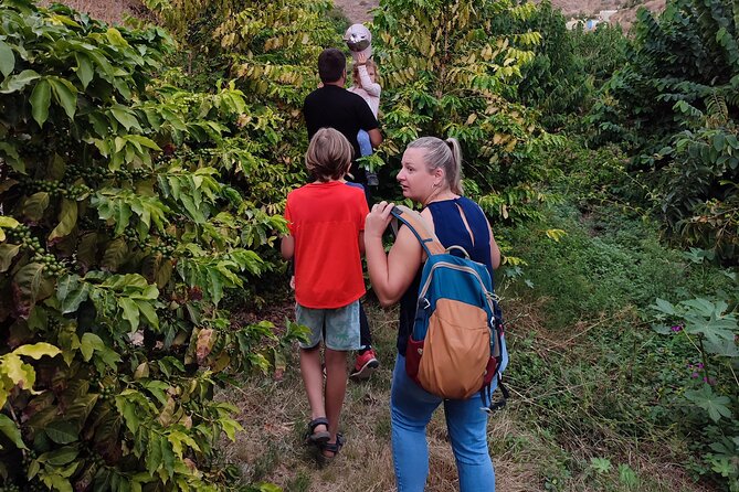 Guided Tour to the only coffee farm in Europe - Is $18.15 a fair price?