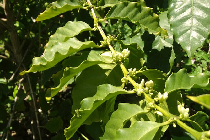 Guided Tour to the only coffee farm in Europe - Coffee at the northern edge of Europe