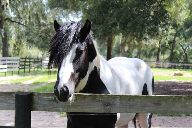 Gypsy Gold Horse Farm Tour - Why This Farm Tour Feels Different
