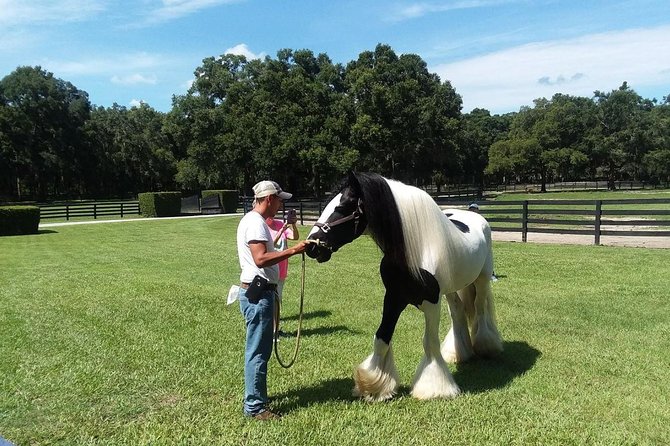 Gypsy Gold Horse Farm Tour - The Best Fit for Your Ocala Day
