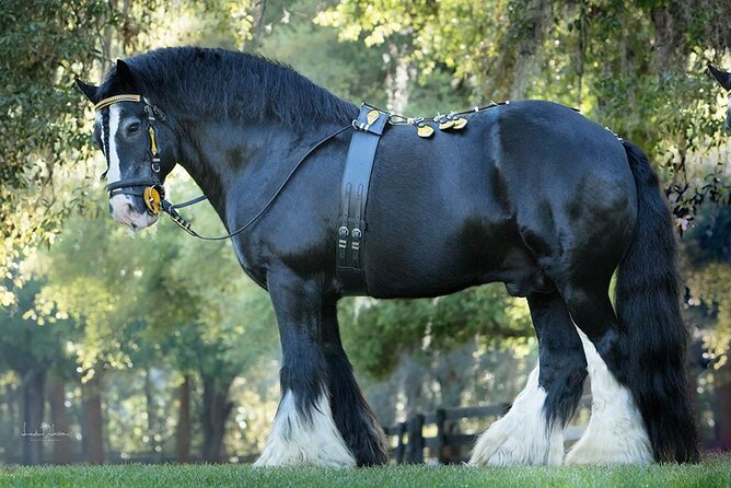 Gypsy Gold Horse Farm Walking Tour - Key Points Before You Book