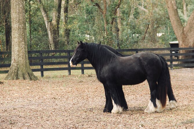 Gypsy Gold Horse Farm Walking Tour - Why Gypsy Gold Farm Is More Than a Horse Photo Stop