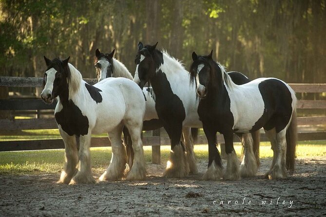 Gypsy Gold Horse Farm Walking Tour - Practical Details That Matter