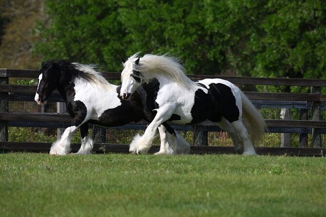 Gypsy Gold Horse Farm Walking Tour - How to Make the Most of the 1:30 pm Visit